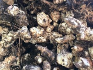 Photograph of Jerusalem artichoke tubers