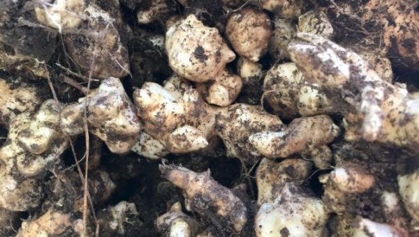 Photograph of Jerusalem artichoke tubers